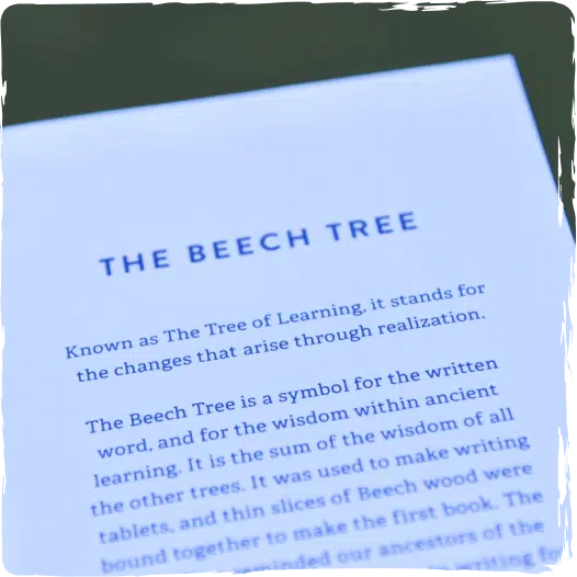 The beech tree text