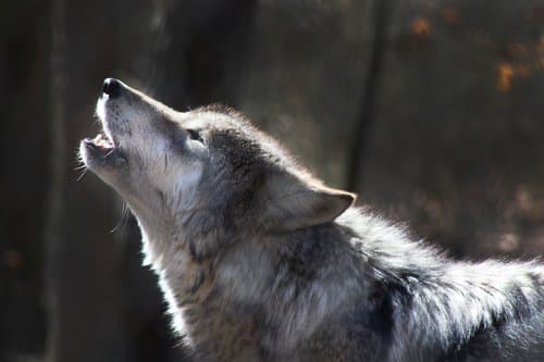 Wolf